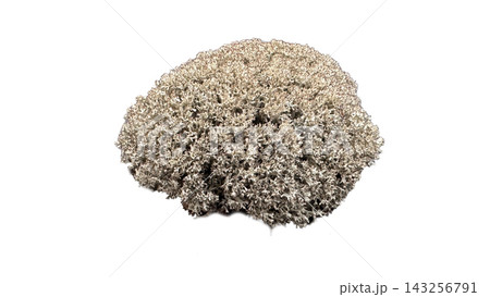 Cladonia Stellaris Reindeer Lichen Isolated on White Background 143256791