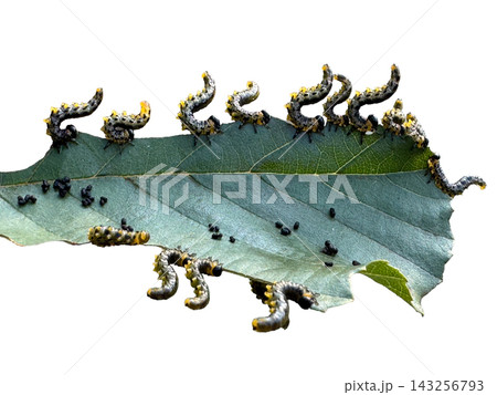 Group of sawfly larvae feeding on a green leaf isolated on white 143256793
