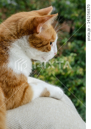 Ginger and white cat lounging on a soft surface, tongue out. Close-up of a fluffy orange cat with a white chest, tongue peeking. Cozy indoor moment: orange cat relaxing on a couch. Ginger and white cat lounging on a soft surface, tongue out. Close-up of a fluffy orange cat with a white chest, tongue peeking. Cozy indoor moment: orange cat relaxing on a couch. 143256870