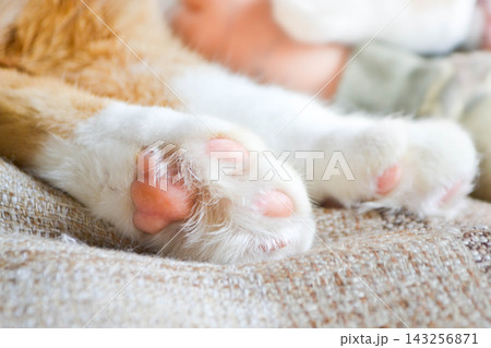 Cat paw close up. Domestic pet resting. Soft cat's foot 143256871