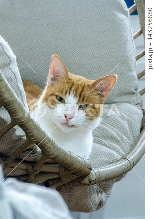 Gentle cat relaxes on a plush woven chair. Natural daylight bathes a cat in a wicker chair. Serene orange-and-white cat on a comfy wicker chair. Gentle cat relaxes on a plush woven chair. Natural daylight bathes a cat in a wicker chair. Serene orange-and-white cat on a comfy wicker chair. 143256880