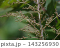 ナナカマド　蕾 143256930