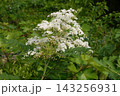 ナナカマド　花 143256931