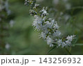 西洋ニンジンボク　白 143256932