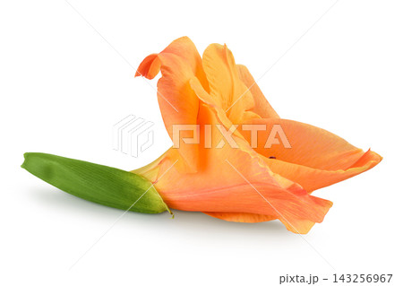 Orange gladiolus flower isolated on white background Orange gladiolus flower isolated on white background 143256967