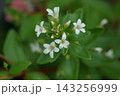 ハマボッス 143256999