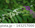 紫式部　白式部　混合 143257000