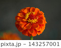 ジニア　食用 143257001