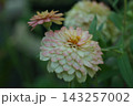 ジニア　八重　色変わり 143257002