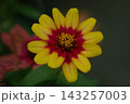 ジニア　二色咲き 143257003