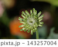 ジニア　ジャイアントライム　蕾 143257004