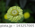 ジニア　ジャイアントライム　花 143257005