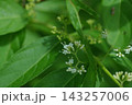 白式部　花 143257006