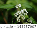 白式部　実 143257007