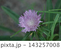 ストケシア　るりこまち 143257008