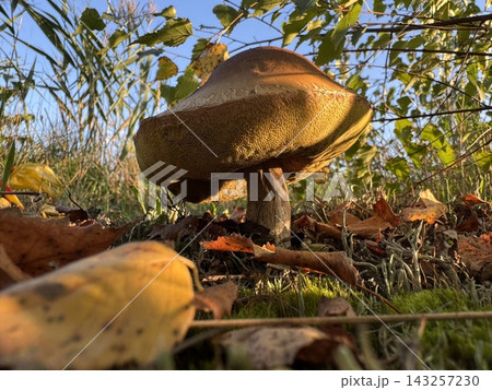 Large Porcini Mushroom Growing on Forest Floor in Golden Hour Light 143257230