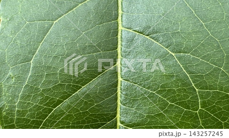 Detailed Close up View of Vibrant Green Leaf Vein Texture 143257245