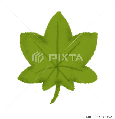 緑のもみじの葉 秋の植物素材 緑のもみじの葉 秋の植物素材 143257392