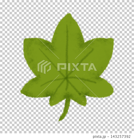 緑のもみじの葉 秋の植物素材 緑のもみじの葉 秋の植物素材 143257392