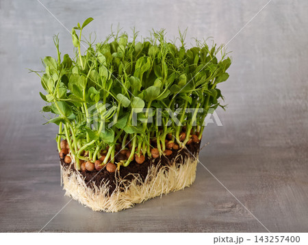 Green Pea Seedlings With Visible Root System on Gray Background Green Pea Seedlings With Visible Root System on Gray Background 143257400