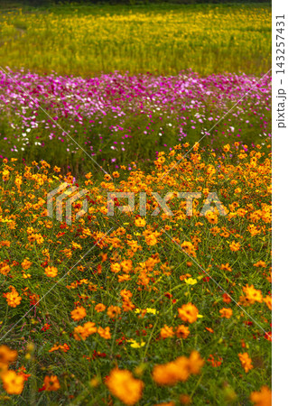 黄色とオレンジの花が咲き誇る花畑、奥に薄紫とピンクの花が広がる 黄色とオレンジの花が咲き誇る花畑、奥に薄紫とピンクの花が広がる 143257431