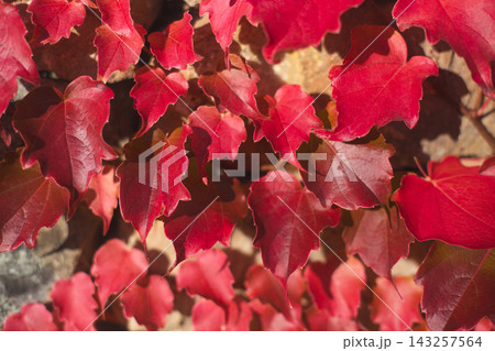 Full frame texture of vibrant red Boston ivy leaves in autumn 143257564