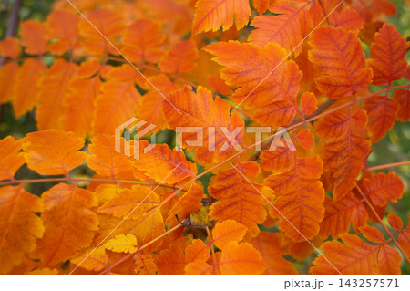 close-up of beautiful yellowed leaves on a tree in autumn 143257571