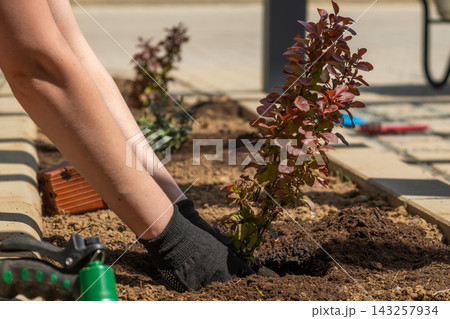 A gardener is planting vibrant red foliage shrubs in the ground at a landscaping site. The workers gloved hands are carefully placing the plants, surrounded by freshly turned soil and gardening tools A gardener is planting vibrant red foliage shrubs in the ground at a landscaping site. The workers gloved hands are carefully placing the plants, surrounded by freshly turned soil and gardening tools 143257934