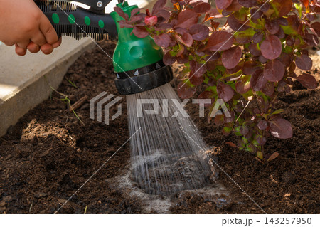 Irrigating soil using a green watering nozzle to nurture plants in garden bed.  143257950