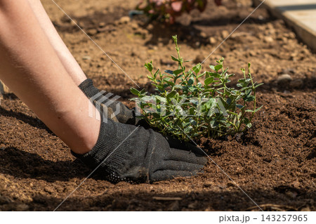 Cultivating a young shrub by positioning it into the prepared soil at home garden. The gardener is using protective gloves while planting. 143257965