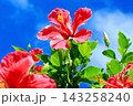 沖縄の青い空と赤いハイビスカス 143258240