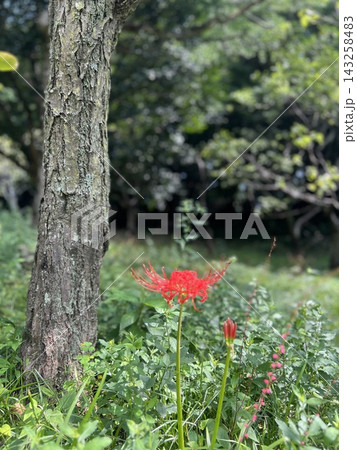 緑の木陰に一輪可憐に咲く赤い彼岸花 緑の木陰に一輪可憐に咲く赤い彼岸花 143258483