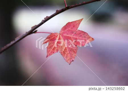 紅葉した葉 143258602