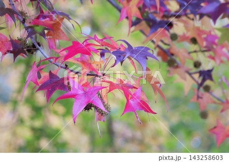 紅葉した葉 紅葉した葉 143258603