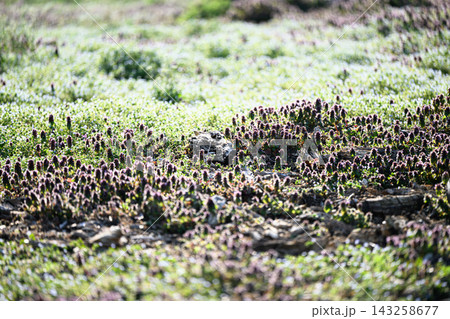 花の絨毯 春の風景 ヒメオドリコソウ 花の絨毯 春の風景 ヒメオドリコソウ 143258677