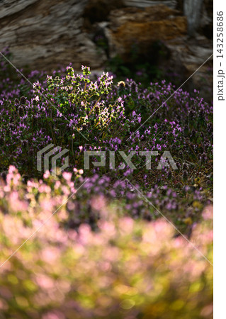 花の絨毯 春の風景 ヒメオドリコソウ 花の絨毯 春の風景 ヒメオドリコソウ 143258686