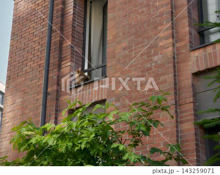 Orange cat perched on brick building windowsill in urban setting beside vertical drainpipe, open window with curtain, greenery in foreground, city architectural detail Orange cat perched on brick building windowsill in urban setting beside vertical drainpipe, open window with curtain, greenery in foreground, city architectural detail 143259071