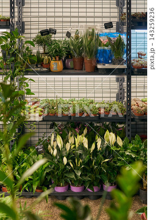 Display of assorted potted houseplants and succulents arranged on metal shelving in bright garden center shop, featuring ceramic pots and varied green foliage Display of assorted potted houseplants and succulents arranged on metal shelving in bright garden center shop, featuring ceramic pots and varied green foliage 143259236
