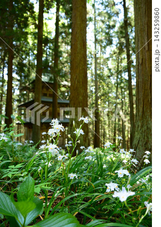 福島県いわき市高蔵寺 杉木立の中三重塔を背景にシャガ咲く(縦位置) 143259860