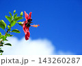 沖縄　ハイビスカスと蝶々 143260287