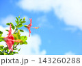 沖縄の青い空と赤いハイビスカス 143260288