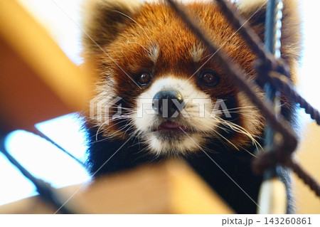 可愛い レッサーパンダ 可愛い レッサーパンダ 143260861