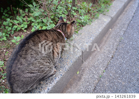 散歩中のキジトラ猫 散歩中のキジトラ猫 143261839