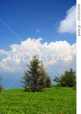 長野県美ヶ原 夏空の高原で立ち昇る雲の下木の上で鳥囀る 長野県美ヶ原 夏空の高原で立ち昇る雲の下木の上で鳥囀る 143261906