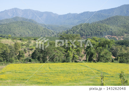 Green Rice Field with Mountains Background. Green Rice Field with Mountains Background. 143262048