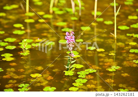 水面に咲く一輪の花 水面に咲く一輪の花 143262181