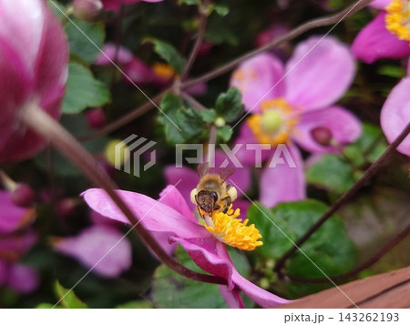 花粉を集めるミツバチ 143262193