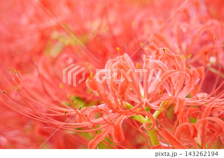 秋の花 赤い彼岸花14 秋の花 赤い彼岸花14 143262194