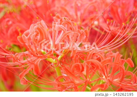 秋の花　赤い彼岸花15 143262195