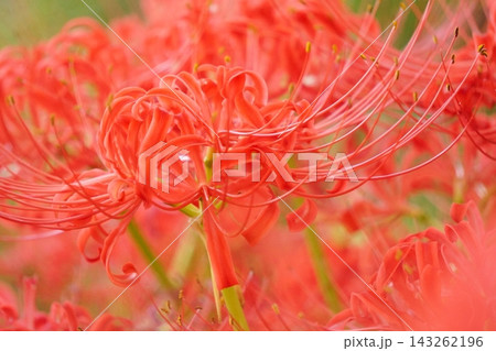 秋の花　赤い彼岸花13 143262196
